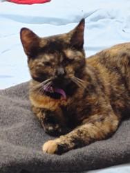 Lost Female Cat last seen Bremen and Burleigh, Milwaukee, WI 53212