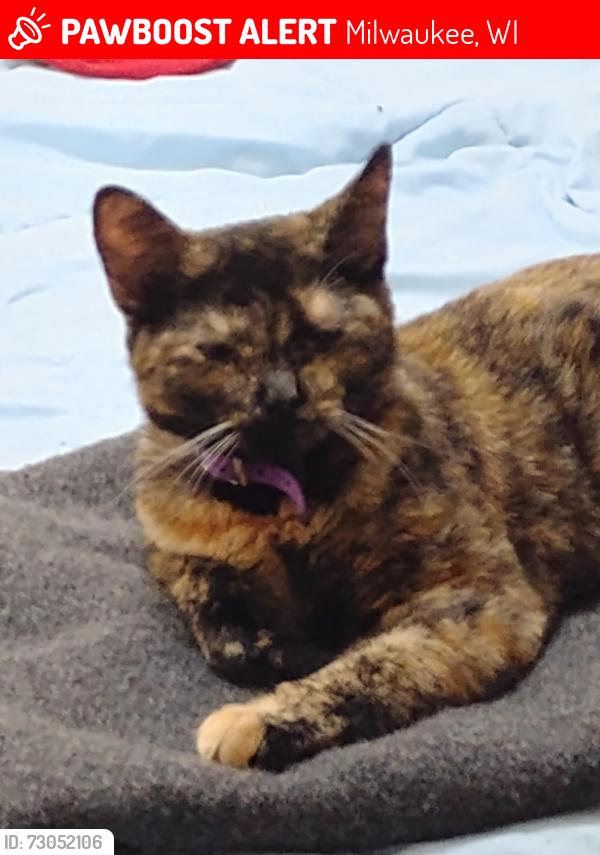 Lost Female Cat last seen Bremen and Burleigh, Milwaukee, WI 53212