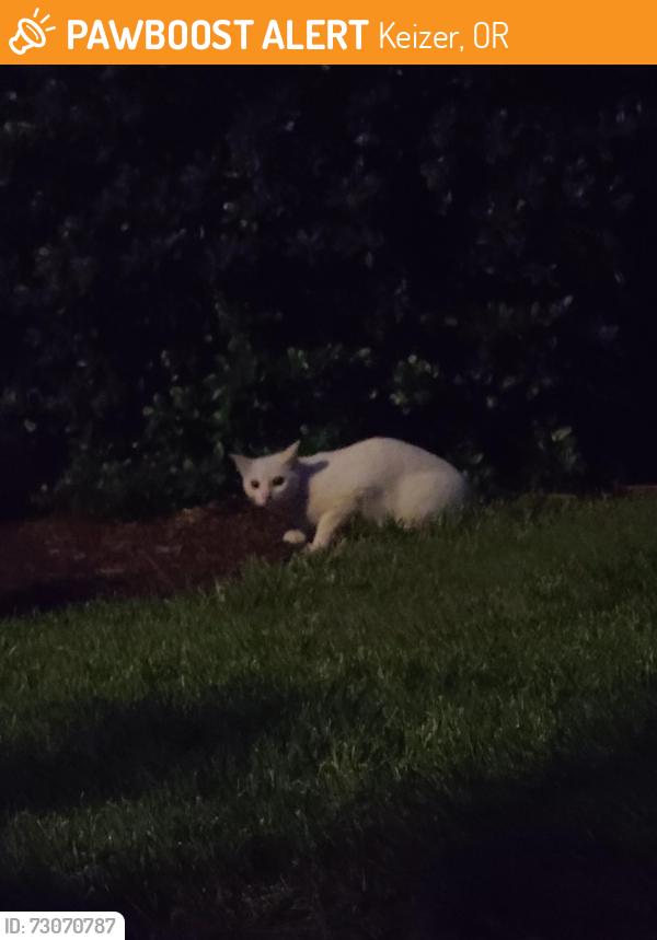 Found/Stray Unknown Cat last seen Mcleod lane, Keizer, OR 97303