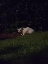 Found/Stray Unknown Cat last seen Mcleod lane, Keizer, OR 97303