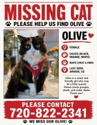 Lost Female Cat last seen 64th Avenue Intersection, Arvada, CO 80004