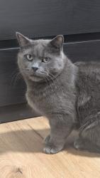 Lost Male Cat last seen Tanners Drive & Queen Street, Acton, ON L7J 2W6