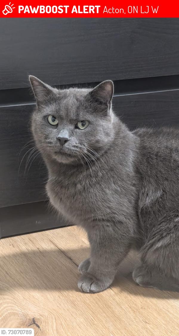 Lost Male Cat last seen Tanners Drive & Queen Street, Acton, ON L7J 2W6