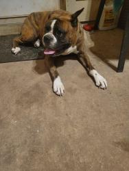 Found/Stray Male Dog last seen Northcrest sub division (sping,tx), Harris County, TX 77388
