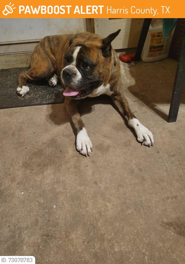 Found/Stray Male Dog last seen Northcrest sub division (sping,tx), Harris County, TX 77388