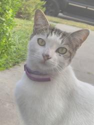 Lost Male Cat last seen Shetland Ln & Stirrup Ln, Fontana, CA 92336
