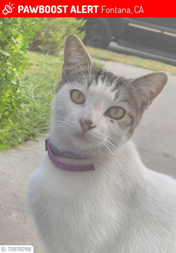 Lost Male Cat last seen Shetland Ln & Stirrup Ln, Fontana, CA 92336