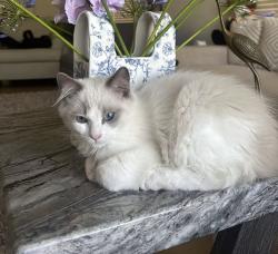 Lost Male Cat last seen sieer lakes golf club, Fontana, CA 92336