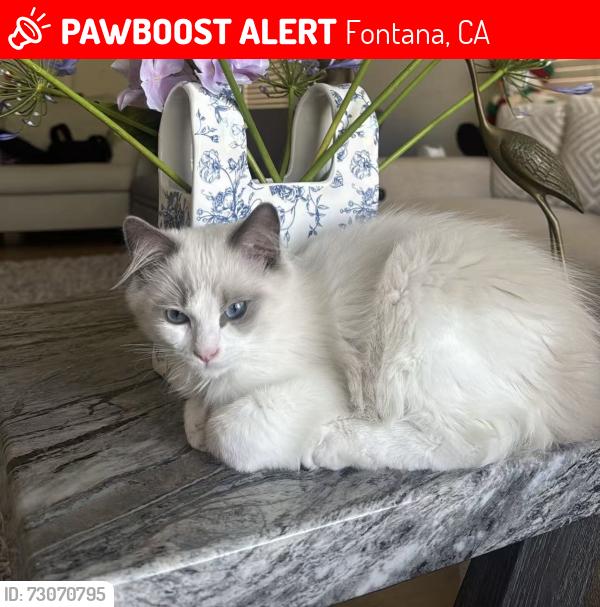Lost Male Cat last seen sieer lakes golf club, Fontana, CA 92336
