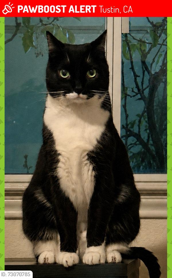 Lost Male Cat last seen Walnut Ave and Newport Ave, Tustin, CA 92780