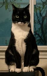 Lost Male Cat last seen Walnut Ave and Newport Ave, Tustin, CA 92780