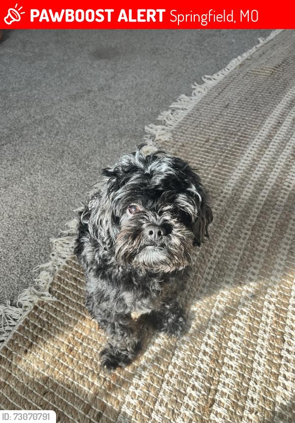 Lost Male Dog last seen pickwick ave rountree area, Springfield, MO 65807