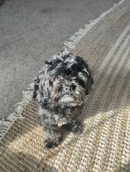 Lost Male Dog last seen pickwick ave rountree area, Springfield, MO 65807