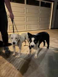 Found/Stray Female Dog last seen Gunn Stage Rd and Arena, Ramona, CA 92065