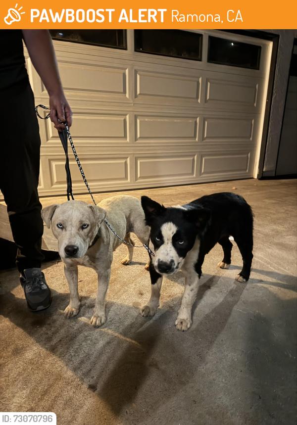 Found/Stray Female Dog last seen Gunn Stage Rd and Arena, Ramona, CA 92065
