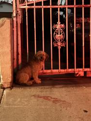 Found/Stray Unknown Dog last seen Ford Blvd and Verona St., Los Angeles, CA 90022