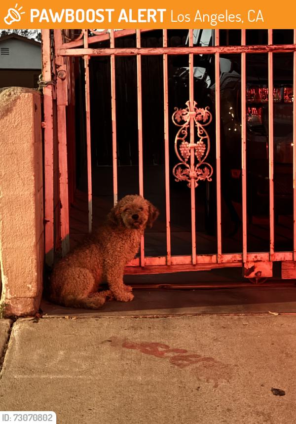 Found/Stray Unknown Dog last seen Ford Blvd and Verona St., Los Angeles, CA 90022