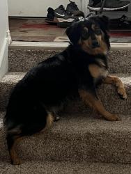 Lost Female Dog last seen Trent, Spokane Valley, WA 99216