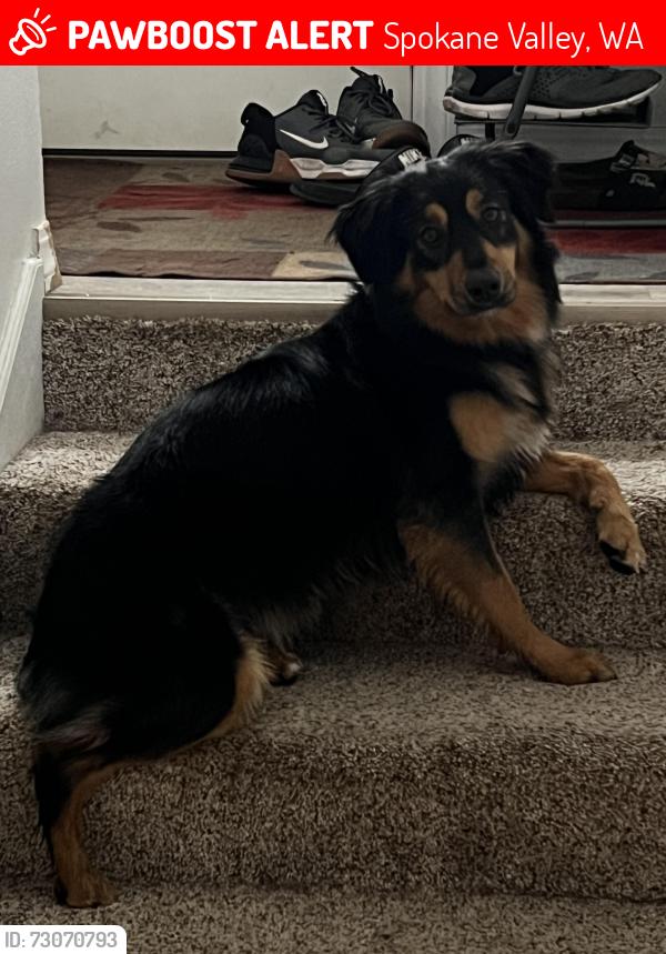 Lost Female Dog last seen Trent, Spokane Valley, WA 99216