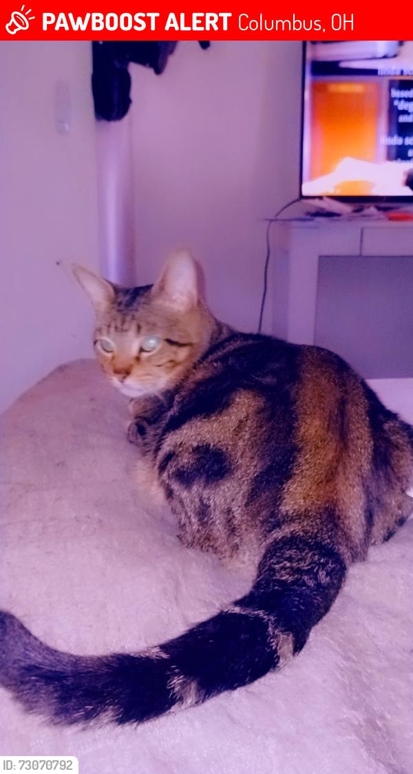 Lost Male Cat last seen Sullivant, Columbus, OH 43204