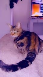 Lost Male Cat last seen Sullivant, Columbus, OH 43204