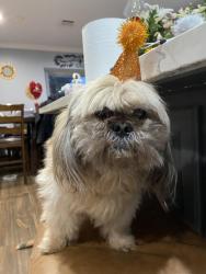 Lost Male Dog last seen Dillon St and Hinman St, Houston, TX 77061