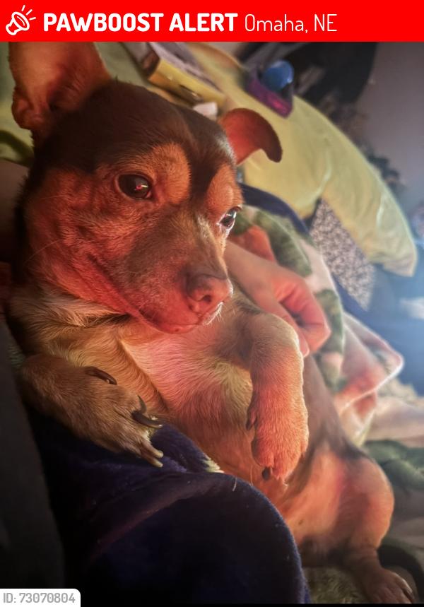 Lost Male Dog last seen near omaha zoo, Omaha, NE 68107