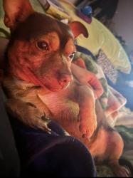 Lost Male Dog last seen near omaha zoo, Omaha, NE 68107
