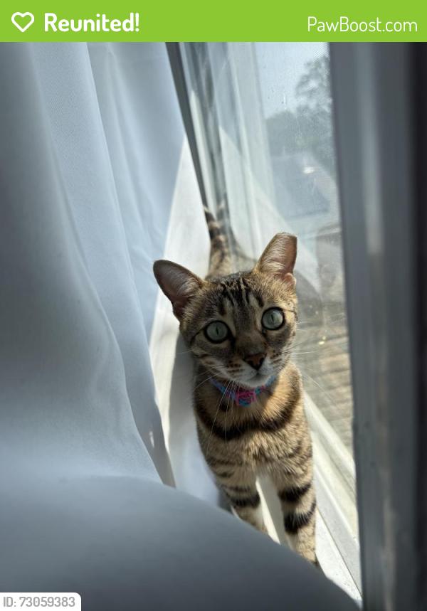 Reunited Female Cat last seen 49th st ne, Washington, DC 20019