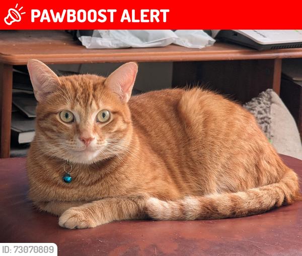 Lost Male Cat last seen St Margarets and St Annes, South Yorkshire, England DN4 5EE