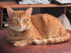 Lost Male Cat last seen St Margarets and St Annes, South Yorkshire, England DN4 5EE