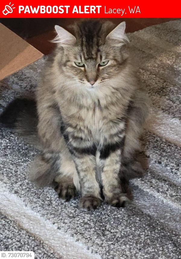 Lost Male Cat last seen Edgewater Park, Lacey, WA 98516