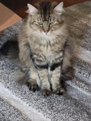 Lost Male Cat last seen Edgewater Park, Lacey, WA 98516