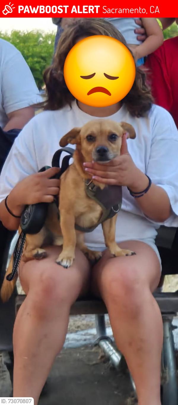 Lost Male Dog last seen Gerber right behind Wal-Mart, Sacramento, CA 95829