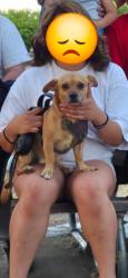 Lost Male Dog last seen Gerber right behind Wal-Mart, Sacramento, CA 95829