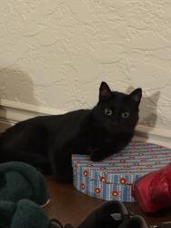 Lost Male Cat last seen Redwood St , San Diego, CA 92103