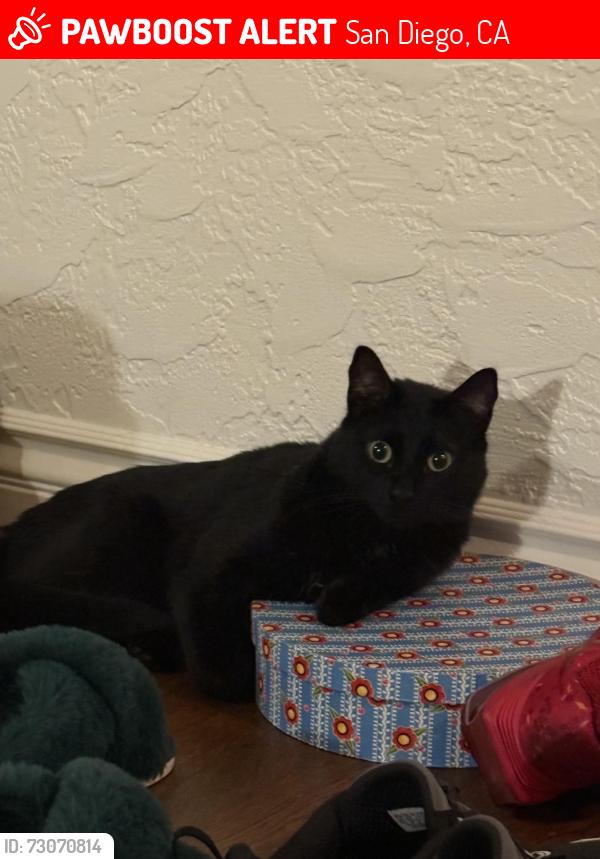 Lost Male Cat last seen Redwood St , San Diego, CA 92103