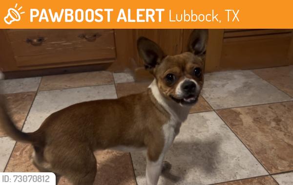 Found/Stray Male Dog last seen 33rd & Indiana, Lubbock, TX 79410