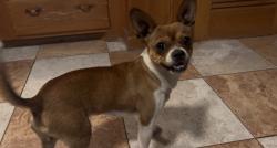 Found/Stray Male Dog last seen 33rd & Indiana, Lubbock, TX 79410
