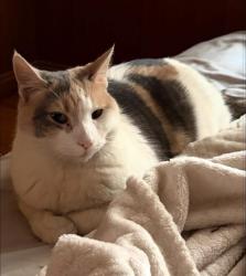 Lost Female Cat last seen Silver Lake Rd NE & 31st Ave NE, Minneapolis, MN 55418