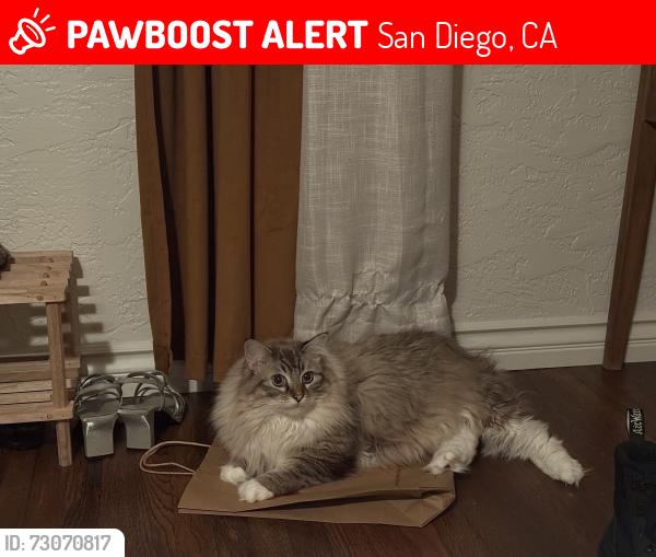 Lost Male Cat last seen Near W Redwood , San Diego, CA 92104