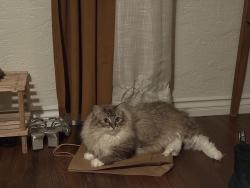 Lost Male Cat last seen Near W Redwood , San Diego, CA 92104