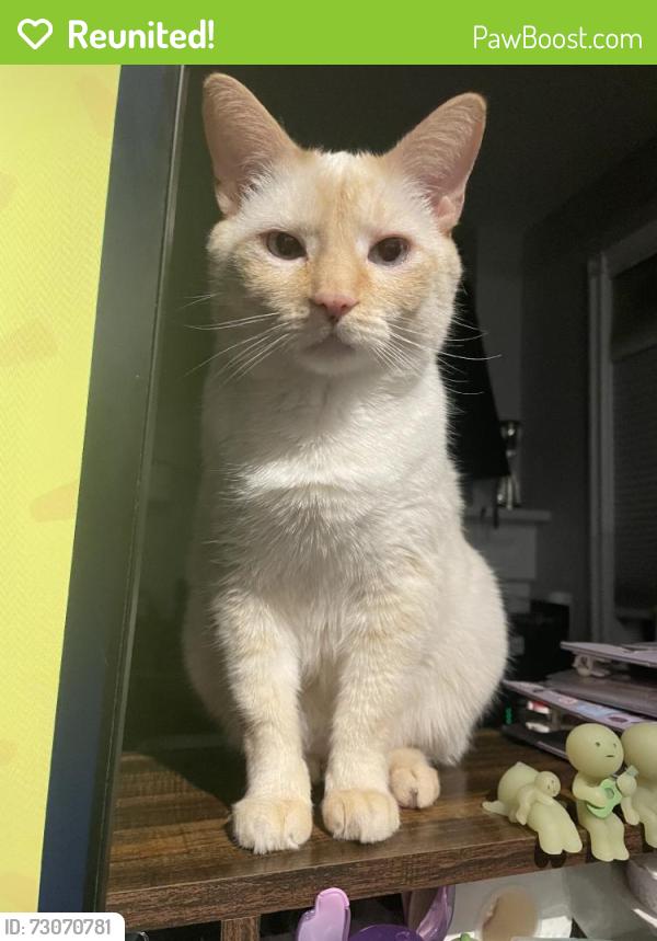 Reunited Male Cat last seen Near Chillingham Crescent, Oakville, ON L6J 6N8, Canada, Oakville, ON L6J 6N8