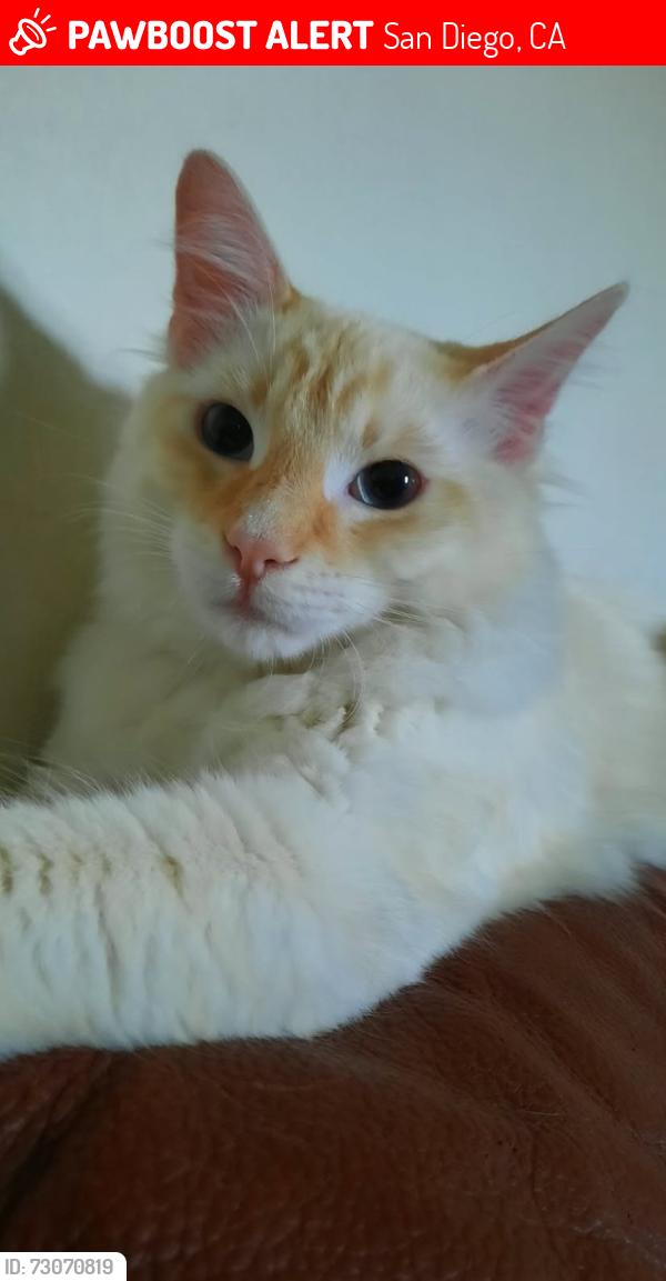 Lost Male Cat last seen Reynolds & 49th St, San Diego, CA 92113