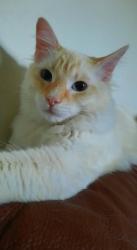 Lost Male Cat last seen Reynolds & 49th St, San Diego, CA 92113