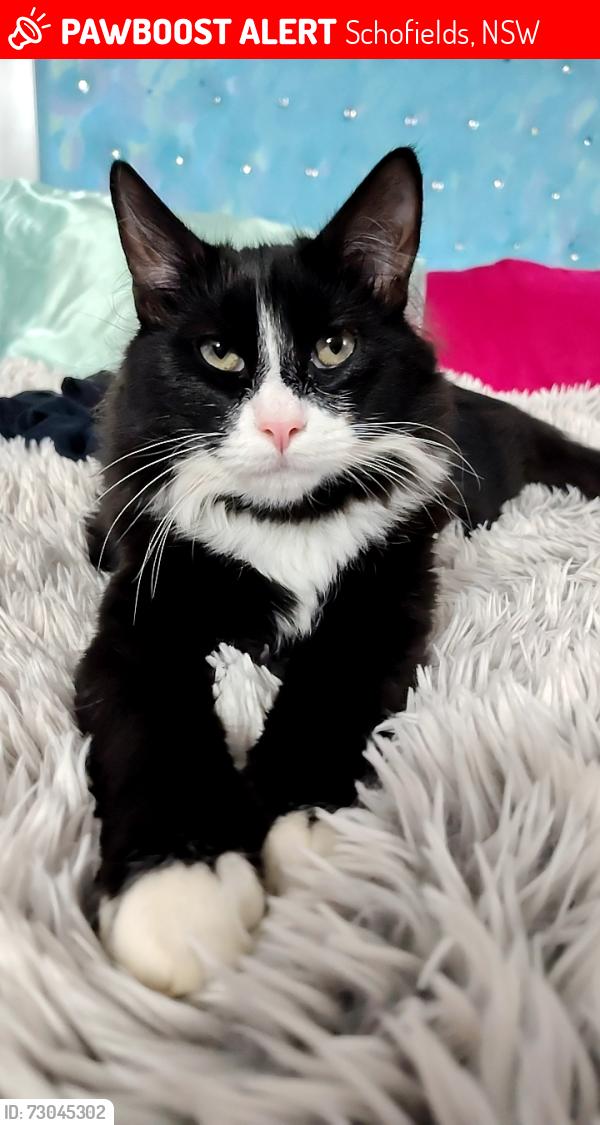 Lost Male Cat last seen Canarvon street, Schofields, NSW 2762