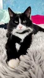Lost Male Cat last seen Canarvon street, Schofields, NSW 2762