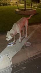 Found/Stray Male Dog last seen Dalhart, San Antonio, TX 78253
