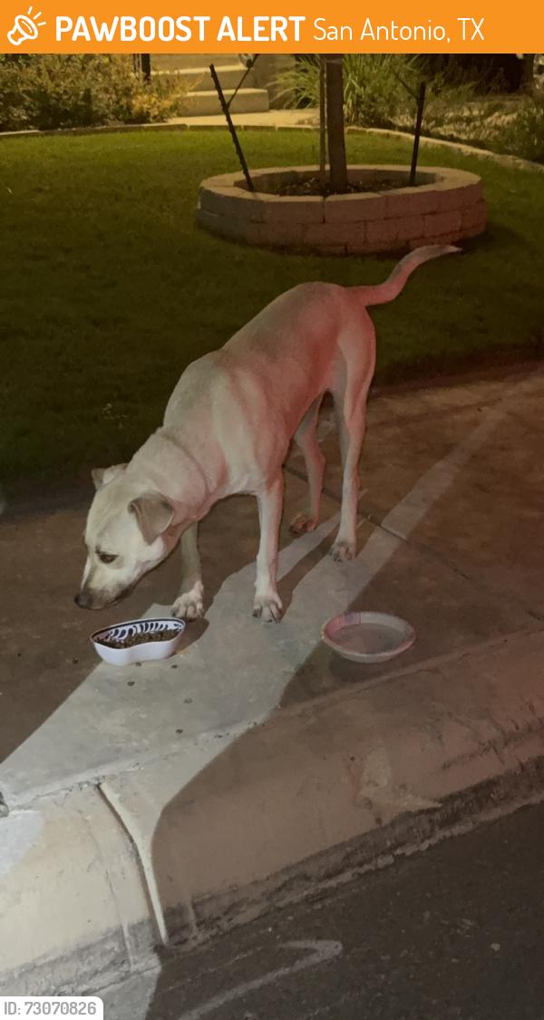 Found/Stray Male Dog last seen Dalhart, San Antonio, TX 78253