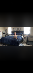 Lost Female Dog last seen Stop 10 and Madison , Southport, IN 46227